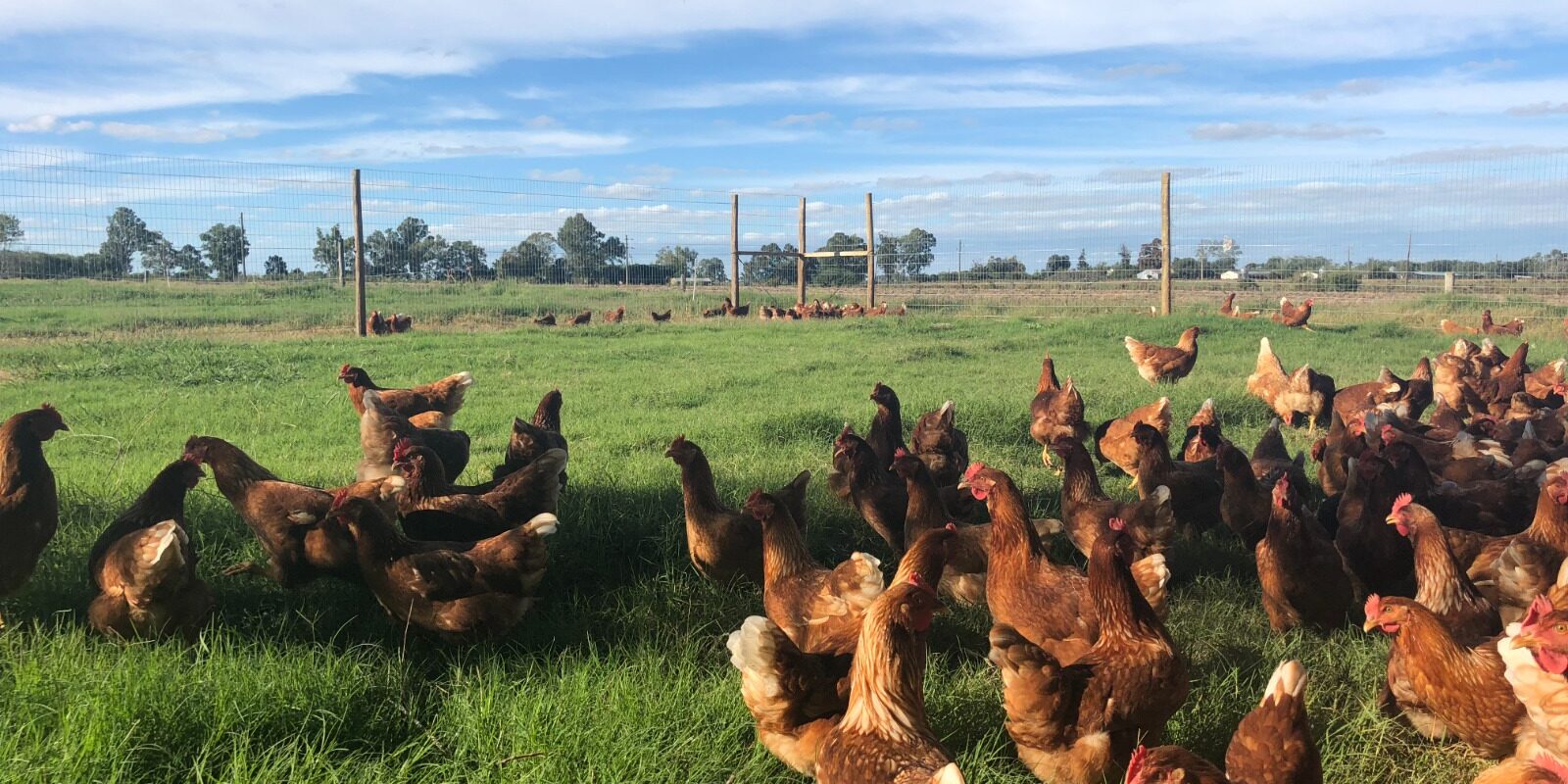 habilitación de criadero