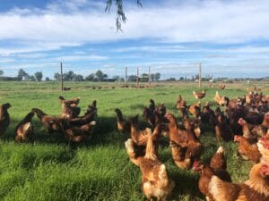 habilitación de criadero