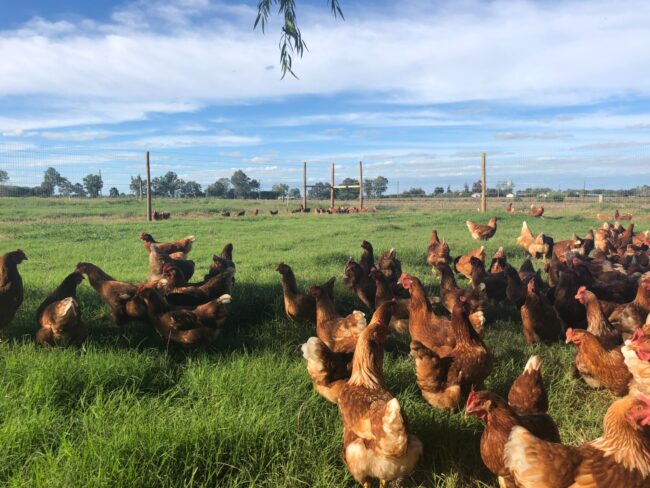 habilitación de criadero habilitación de criadero