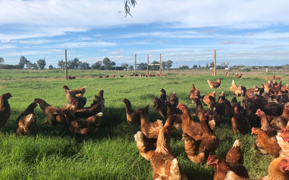 habilitación de criadero