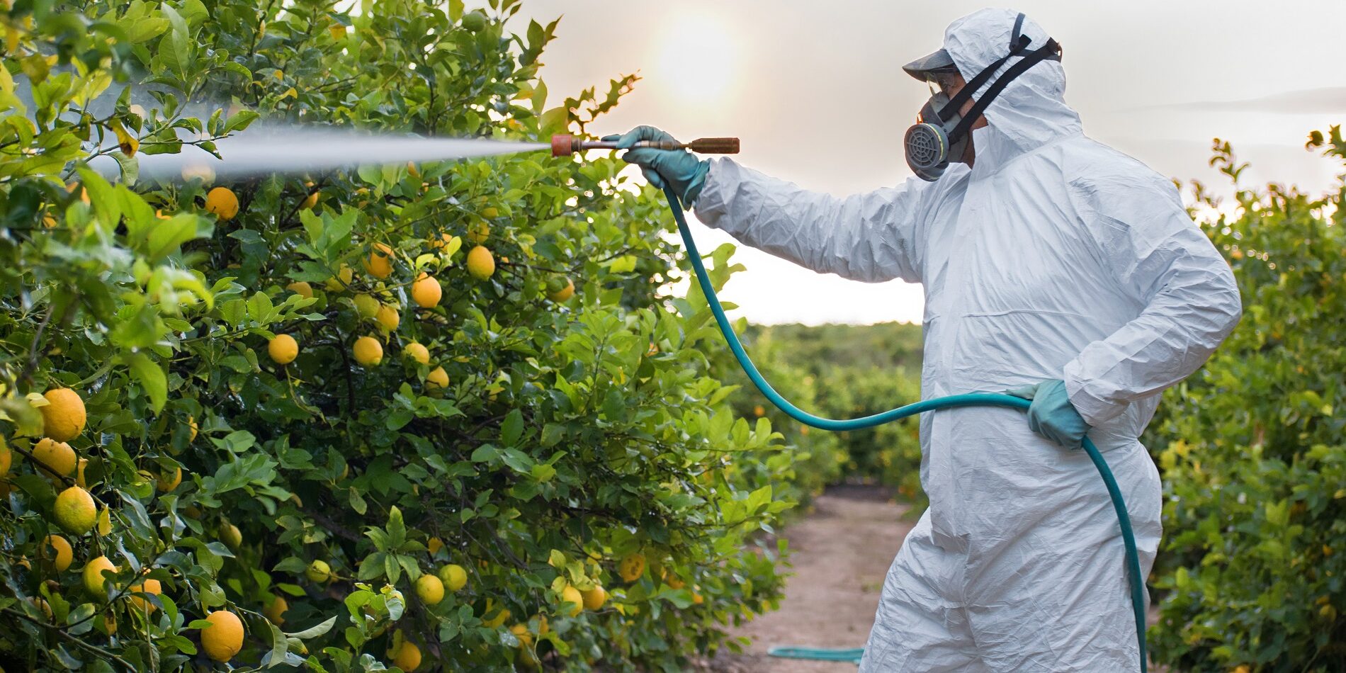 productos fitosanitarios productos fitosanitarios